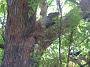 tinonee-arts 003